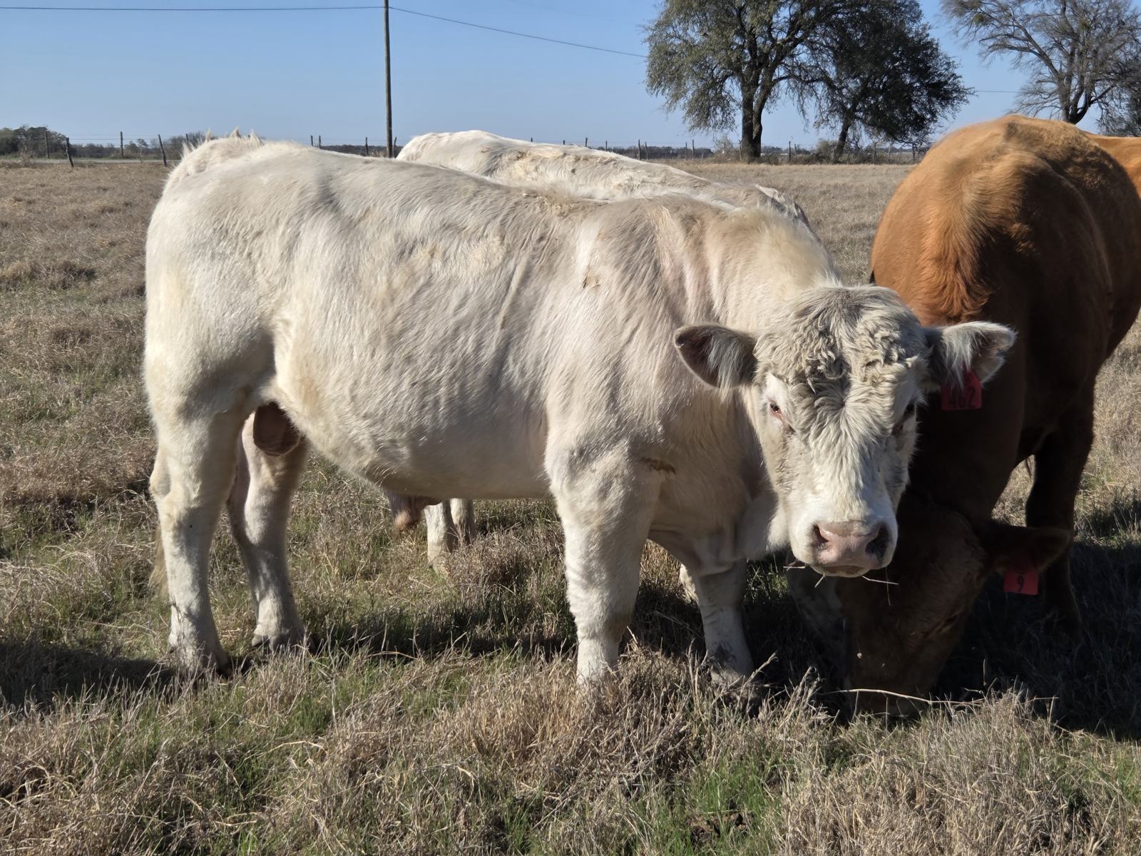 Charolais cattle on winter pasture at Evans Ranch